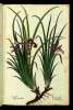  Fol. 262 

Iris agria.
Iris Syl: altera Matth:
Iris Yllirica Ital:
Iris tenuifolia